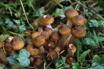 Top view of clump of Honey Fungus mushroom in the forest. Armillaria mellea