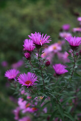 Fototapeta premium Purple Aster flowers in the garden. Aster Frikarti flowers on autumn