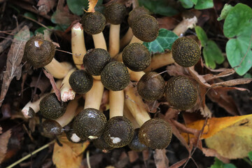 Top view of clump of Honey Fungus mushroom in the forest. Armillaria mellea