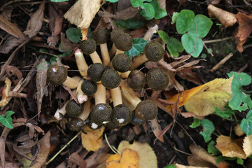 Top view of clump of Honey Fungus mushroom in the forest. Armillaria mellea