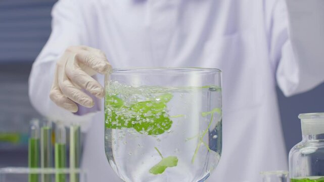 Footage for pennywort extract product commercial video was shot from front close up view. The scientist pours glass beaker contain transparent liquid and centella into a transparent glass tank