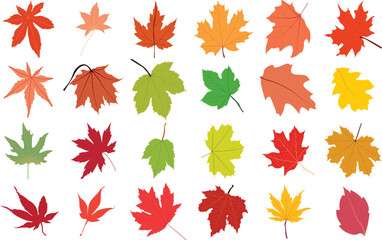 Obraz premium Colorful maple leaf vector icon set illustration.