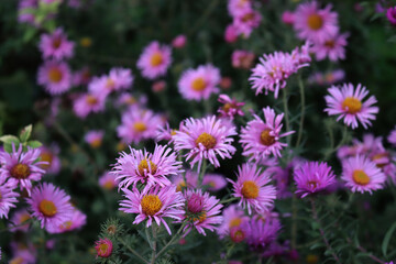 Fototapeta premium Purple Aster flowers in the garden. Aster Frikarti flowers on autumn