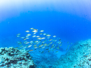 キビナゴの大群を襲う迫力あるカンパチ（アジ科）の群れ。 英名、学名：Greater Amberjack (Seriola dumerili) Silver-Stripe Round Herrings (Spratelloides gracilis) 静岡県伊豆半島賀茂郡南伊豆町中木ヒリゾ浜-2024年 