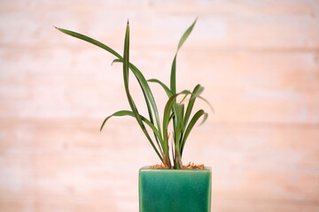 studio shot，traditional Chinese famous flowers