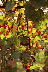 Red and yellow Vine leaves in the Pinot vineyard on autumn season. Vitis vinifera cultivation