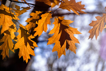 Red oak leaves on blue sky background
