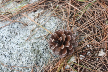 pine cone
autumn
fall
landscape
beautiful