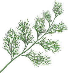 Obraz premium 3D illustration of a fresh, green dill sprig, ultra-sharp and clear, isolated on white background