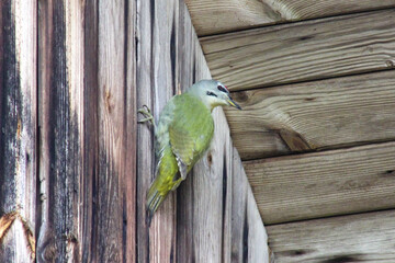 The grey-headed woodpecker (Picus canus) on the weathered wooden building wall background close up, portrait