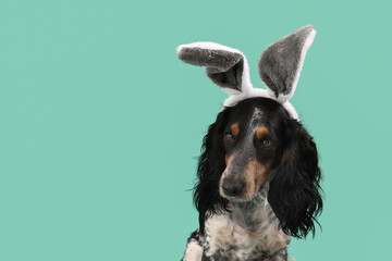 Cute cocker spaniel in bunny ears on green background, closeup