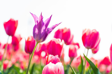 Beautiful tulips are in full bloom