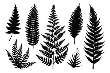 Set of fern black silhouette flat vector illustration on transparent background