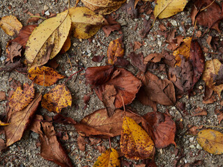 秋の公園の地面の黄色い落ち葉の風景
