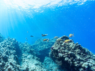 Fototapeta premium 逆光の美しいホウライヒメジ（ヒメジ科）の他群れと水面を泳ぐスキンダイバー。 英名、学名：Whitesaddle goatfish (Parupeneus ciliatus) 美しいキビナゴ（ニシン科）他の大群。 英名、学名：Silver-Stripe Round Herrings (Spratelloides gracilis) 静岡県伊豆半島賀茂郡南伊豆町中木ヒリゾ浜-2024年 