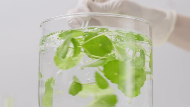 Macro shot footage of centella ingredient over white minimal background, scientist with medical gloves stirs clear liquid and fresh centella in glass tank