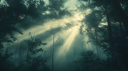 Obraz premium Misty Morning Sunlight Piercing Through the Lush Forest Canopy