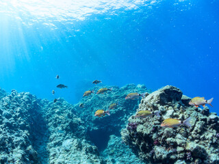 Naklejka premium 逆光の美しいホウライヒメジ（ヒメジ科）の他群れと水面を泳ぐスキンダイバー。 英名、学名：Whitesaddle goatfish (Parupeneus ciliatus) 美しいキビナゴ（ニシン科）他の大群。 英名、学名：Silver-Stripe Round Herrings (Spratelloides gracilis) 静岡県伊豆半島賀茂郡南伊豆町中木ヒリゾ浜-2024年 