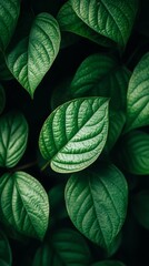 Obraz premium Close-up of lush green leaves, natural foliage background. Tranquil nature and freshness concept