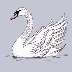 swan sketch vector