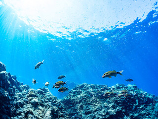 逆光の美しいホウライヒメジ（ヒメジ科）の他群れと水面を泳ぐスキンダイバー。
英名、学名：Whitesaddle goatfish (Parupeneus ciliatus)
美しいキビナゴ（ニシン科）他の大群。
英名、学名：Silver-Stripe Round Herrings (Spratelloides gracilis)
静岡県伊豆半島賀茂郡南伊豆町中木ヒリゾ浜-2024年
