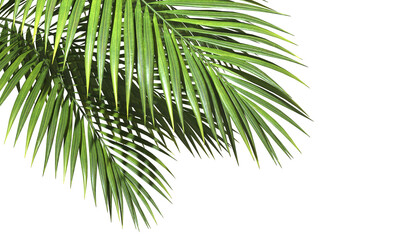Serenity spa palm leaves environmentally on transparent backgrounds 3d illustrations png