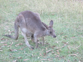 Eastern Grey Mother Kangaroo with a Joey (baby kangaroo) in it's mothers pouch, in the Bush in Queensland, Australia