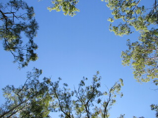 Trees in the Sky in the Bush in Queensland Australia