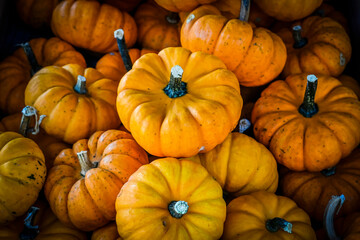 Kürbis, Jack be little, cucurbita pepo, Speisekürbis, Gartenkürbis, Zierkürbis, Kürbisrezept, Kürbisernte, Herbstfest, Herbstmarkt, Herbst, Schweiz