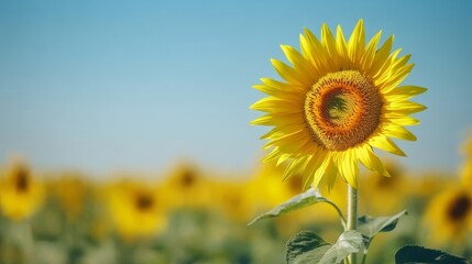 Fototapeta premium close-up of sunflower with delicate blurred background