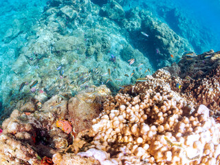 サンゴ礁に集まって集団産卵するニシキベラ（ベラ科）の群れ。
英名、学名：Cupid wrasse, Thalassoma cupido
静岡県伊豆半島賀茂郡南伊豆町中木ヒリゾ浜-2024年
