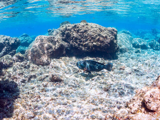 大きく美しいアオブダイ（ブダイ科）他。半水面撮影。

英名、学名：Knobsnout Parrotfish (Scarus ovifrons)
静岡県伊豆半島賀茂郡南伊豆町中木ヒリゾ浜-2024年
