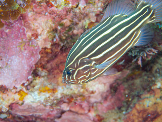 水中洞窟にいる毒を持つ美しいヌノサラシ（ハタ科）の幼魚。
英名、学名：Goldenstriped soapfish (Grammistes sexlineatus)
静岡県伊豆半島賀茂郡南伊豆町中木ヒリゾ浜-2024年
