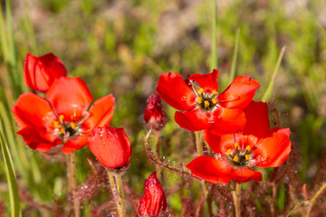 South African Wildflower: The beautiful red flowered form of the sundew Drosera cistiflora (a carnivorous plant) in natural habitat west of Darling, South Africa