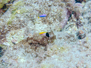 可愛いキツネベラ（ベラ科）の幼魚他。
英名、学名：tarry hogfish, Bodianus bilunulatus
静岡県伊豆半島賀茂郡南伊豆町中木ヒリゾ浜-2024年
