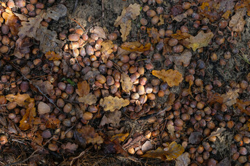 Acorns and oak leaves background on the autumn sunny day. Acorns oak harvest in the mast year. Top view. 