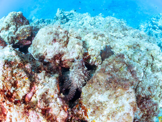 岩の間に隠れる大きな美しいワモンダコ（マダコ科）。
英名、学名：Big Blue Octopus (Octopus cyanea)
静岡県伊豆半島賀茂郡南伊豆町中木ヒリゾ浜-2024年
