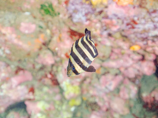 可愛いイシダイ（イシダイ科）幼魚。
英名、学名：Parrot Fish, Knifejaw...