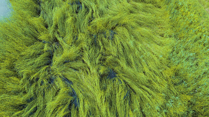 Vibrant marshland with tall green reeds