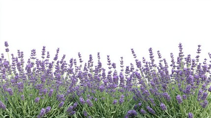 Naklejka premium Lavender Field Blooming Under Clear Sky