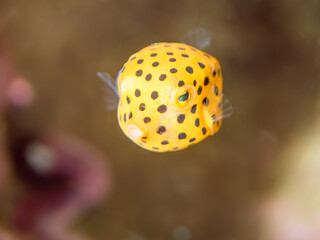 可愛いミナミハコフグ（ハコフグ科）の幼魚。
英名、学名：juvenileYellow...
