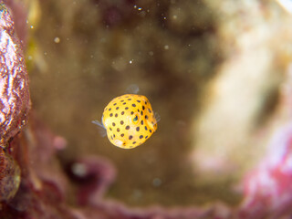 可愛いミナミハコフグ（ハコフグ科）の幼魚。
英名、学名：juvenileYellow...