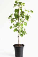 Obraz premium sapling isolated on white: sapling tree, young tree, Planting Tree, care a tree in nature, Gardening concept.