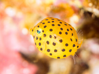 可愛いミナミハコフグ（ハコフグ科）の幼魚。
英名、学名：juvenileYellow...