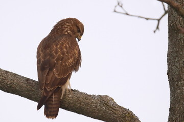 buzzard, buteo, buteo buteo, sitting, on a branch, looking down, plumage, bird of prey, brown,...