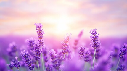 Serene Lavender Field at Sunrise