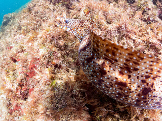 水中洞窟にいる、大きく美しいトラウツボ（ウツボ科）。
英名、学名：Dragon Moray (Enchelycore pardalis)
静岡県伊豆半島賀茂郡南伊豆町中木ヒリゾ浜-2024年
