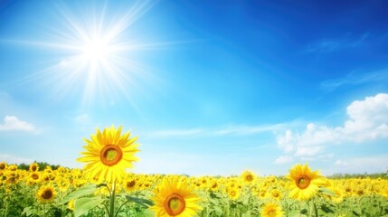 Fototapeta premium Bright Sunflowers Under Clear Blue Sky