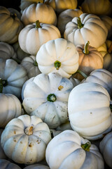 Kürbis, Casperita, Cucurbita pepo, Baby Boo, Speisekürbis, Herbst, Herbstfest, Herbstgemüse,...
