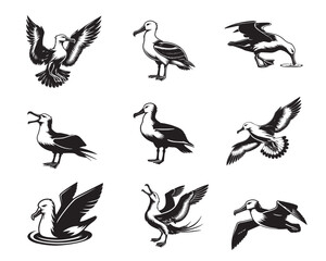 Obraz premium Collection of Albatross vector illustration - Albatross bird ClipArt Design